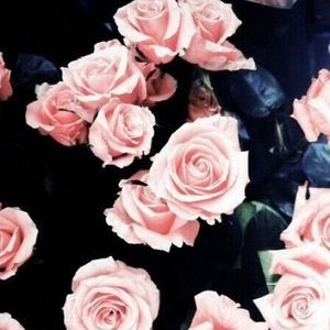 Meet your Posher, Savonnah